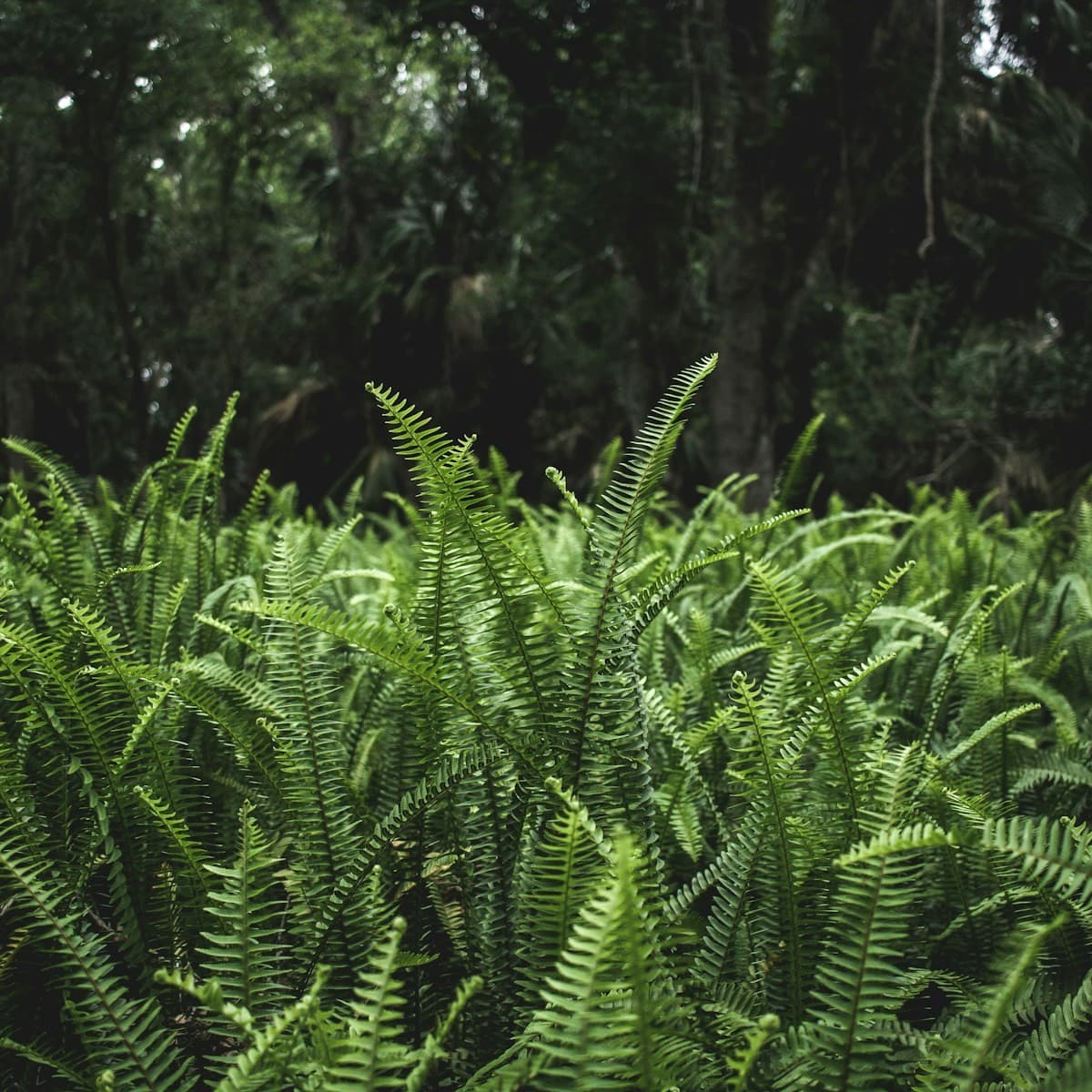 plant preview