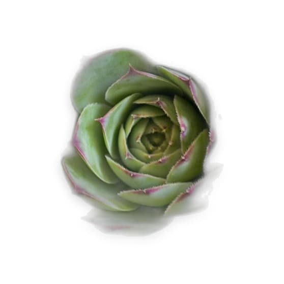 Echeveria Succulent