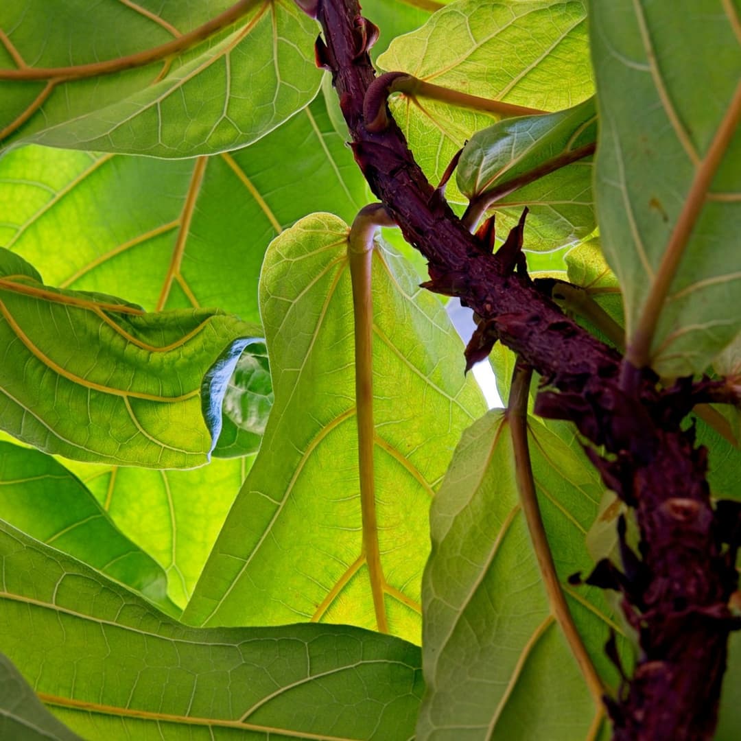 Fiddle Leaf Fig