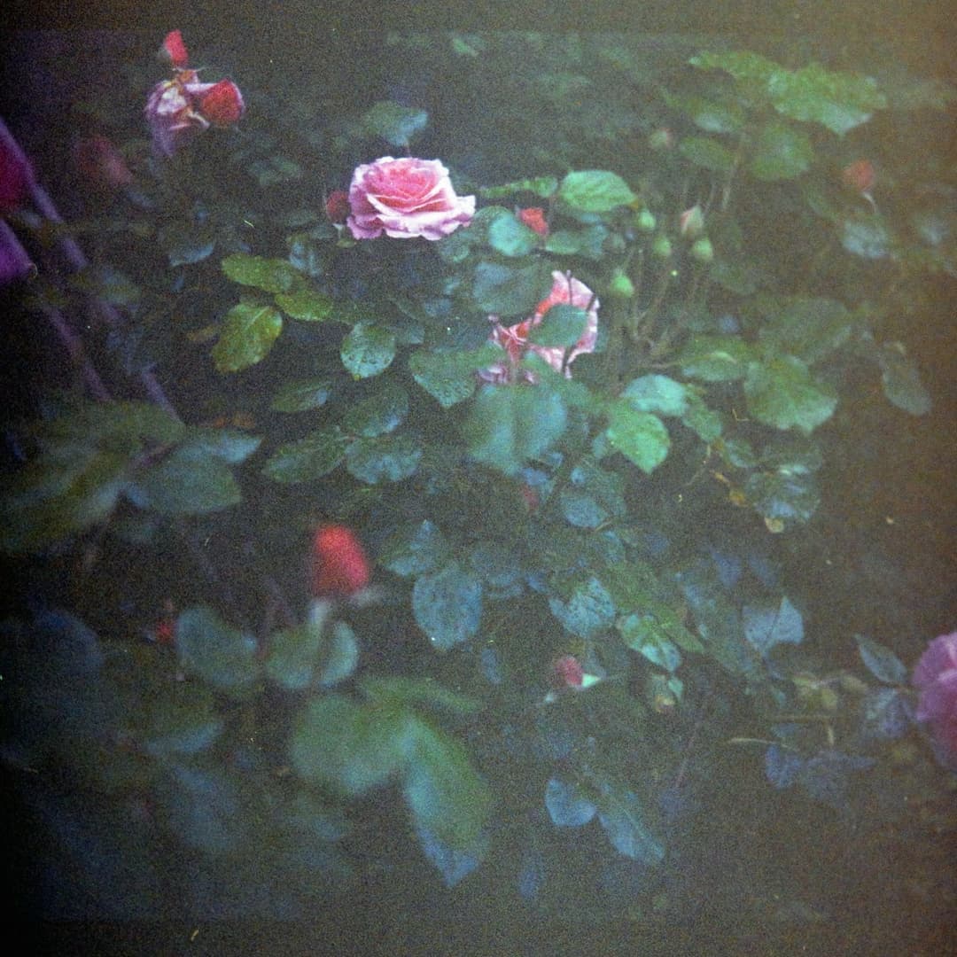 Garden Rose Bush