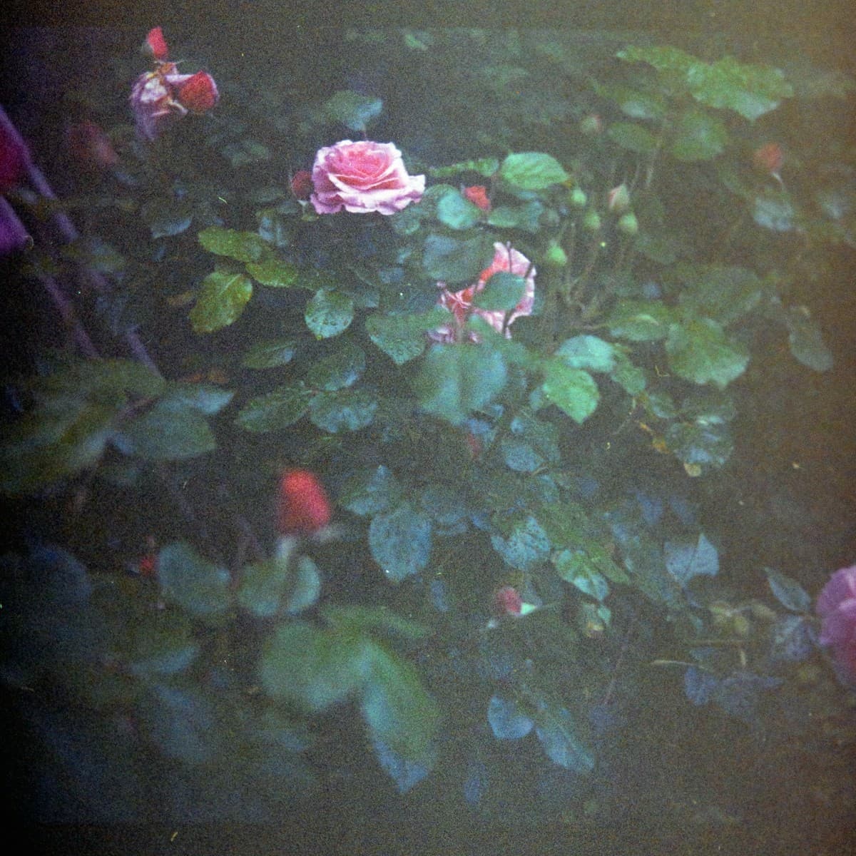 Garden Rose Bush