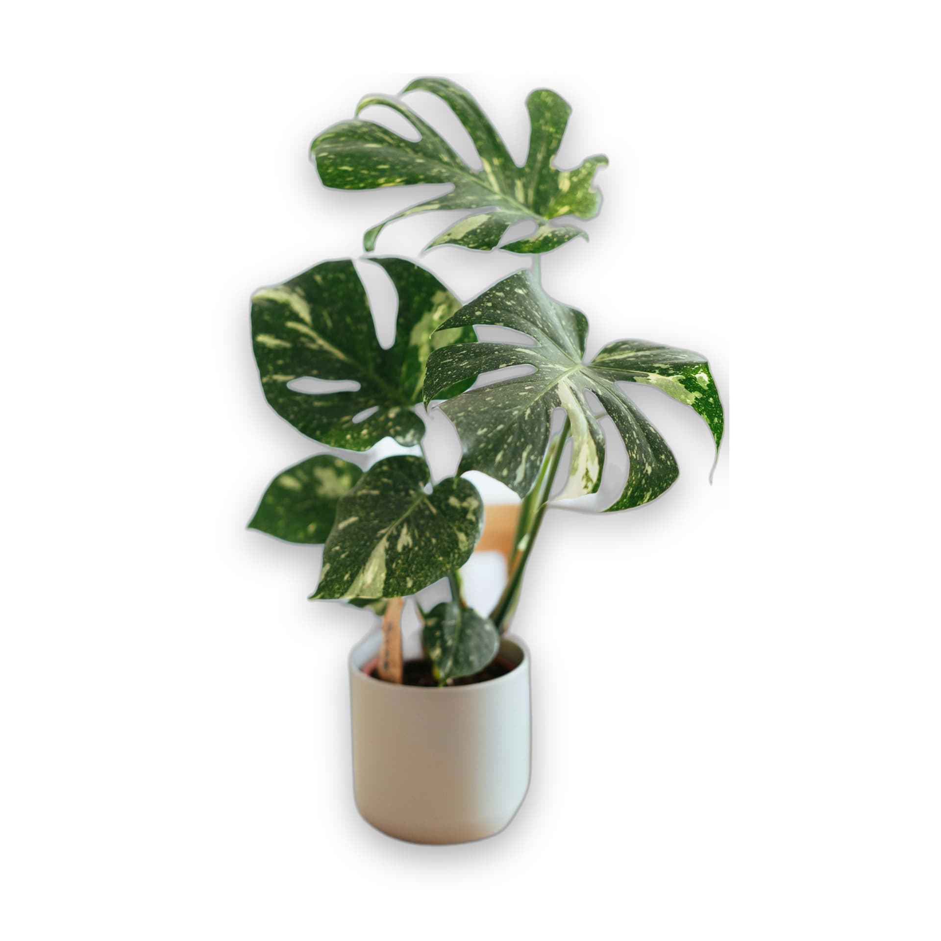 plant preview