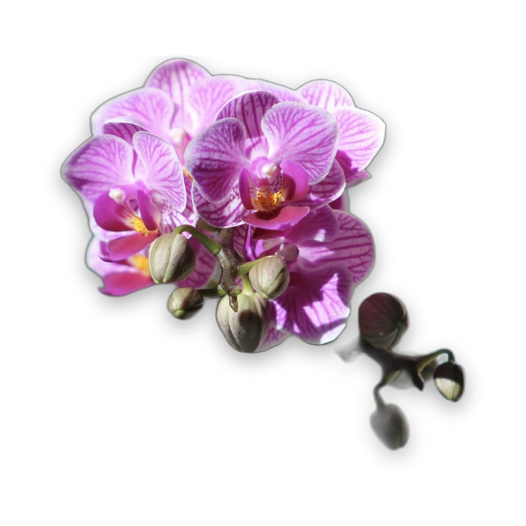 Orchid