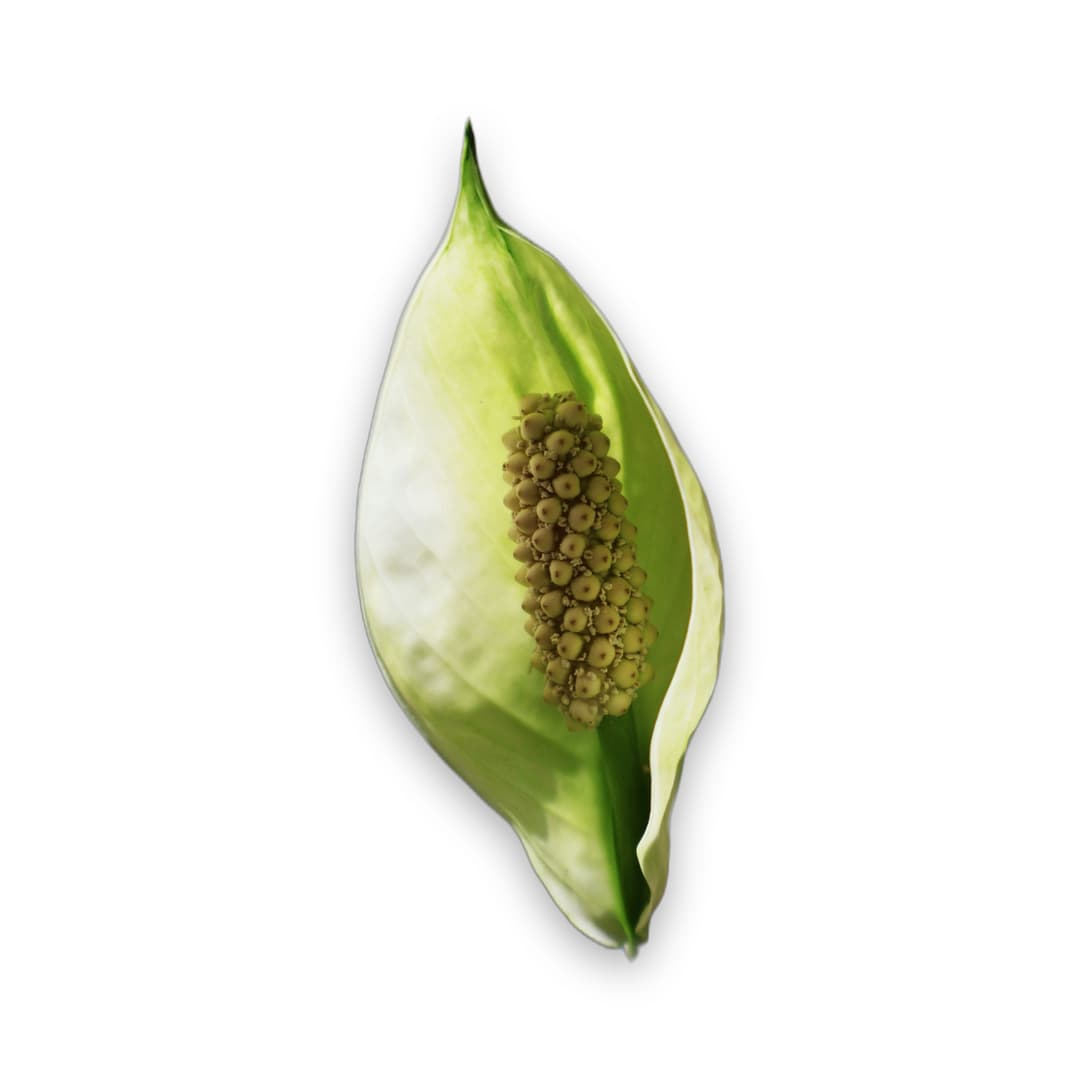 Peace Lily