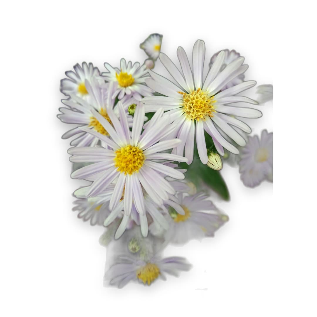 Potted Daisy