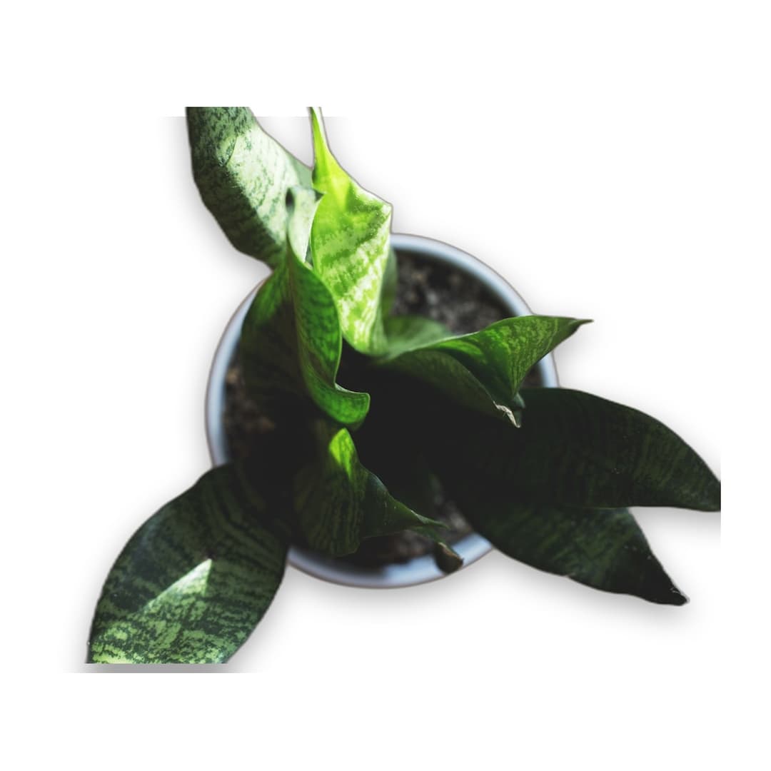 Snake Plant