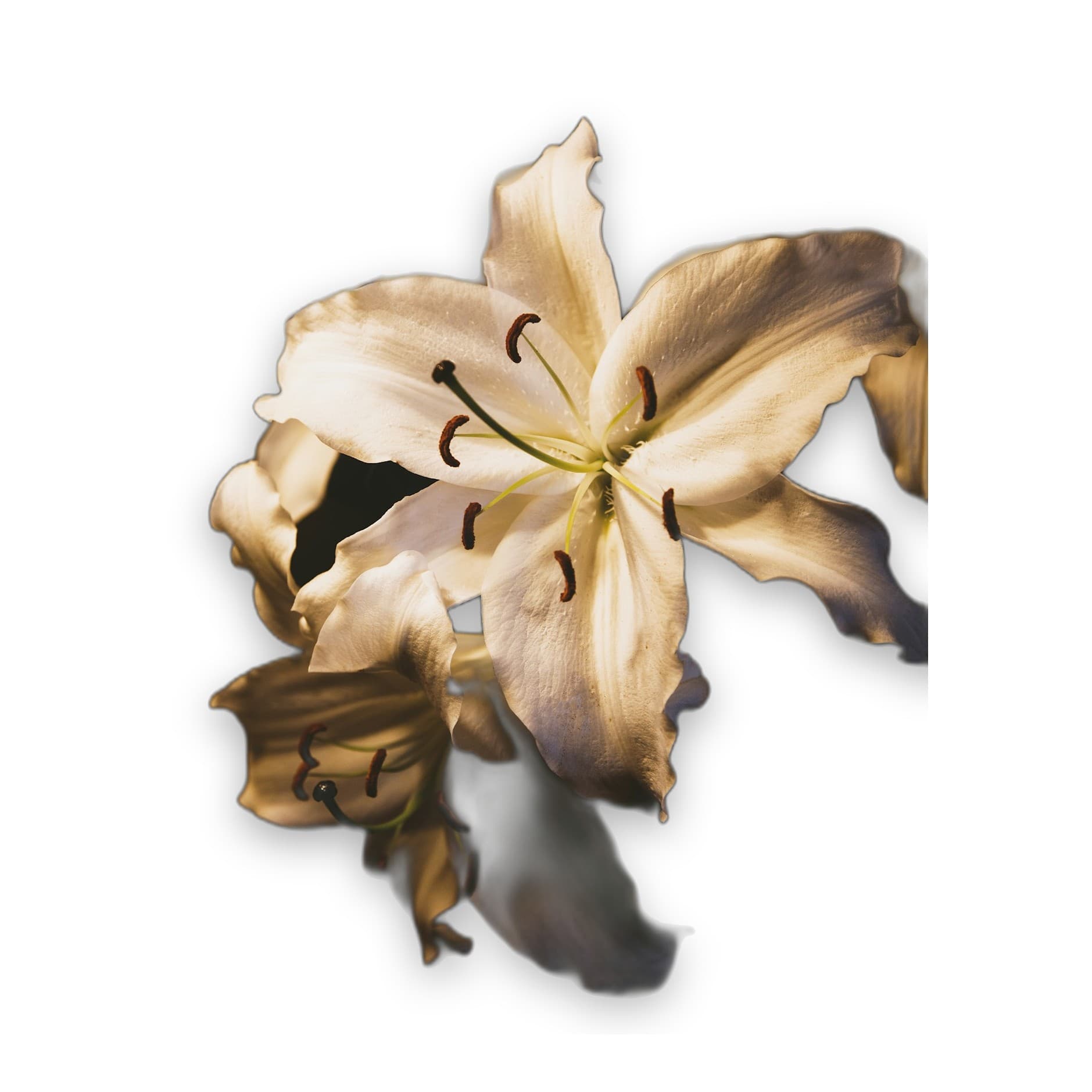Stargazer Lily